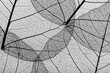 © Shikhar Bhattarai/Stocksy - Close up of leaf veins.