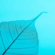 © Shikhar Bhattarai/Stocksy - Close up of Pipal leaf skeleton