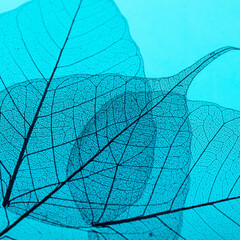 Pipal leaf skeleton