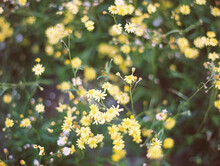 Yellow Tiny Flowers With Green Leaves