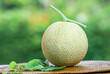 Crown Musk Melon on blurred greenery background, Cantaloupe Crown Melon fruit in Bamboo mat on wooden table in garden.	