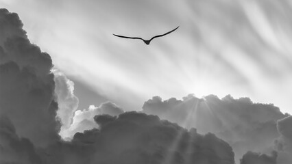 Wall Mural - Sunset Bird Surreal Inspirational Nature Abstract Black And White