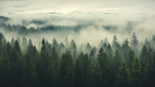 Fog Hanging Over A Forest Of Trees