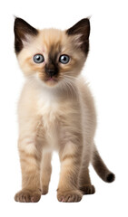 Wall Mural - Siamese Kitten Isolated on Transparent Background - Generative AI
