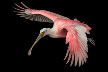 A Flying Roseate Spoonbill Isolated On Transparent Background. Generative AI