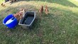glückliche Hühner Hahn und Hennen auf einer Wiese.	Freiland Bio Haltung