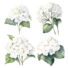 Set of white floral watecolor. Hydrangea flowers and leaves. Floral poster, invitation floral. Vector arrangements for greeting card or invitation design	