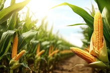 Corn Crobs In A Corn Plantation Created Using Generative AI Tools