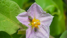 Beetle Eating A Purple And Yellow Flower