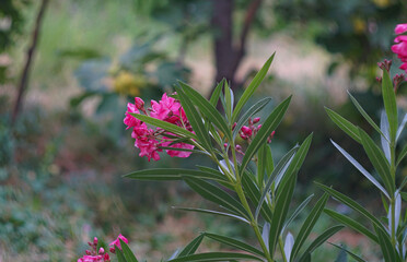 Wall Mural - pink willow flower