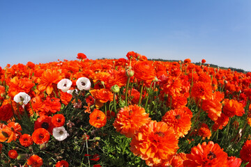 Sticker - The field of red  and white buttercups by a 