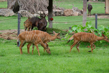 Deer Eating Grass In The Zoo