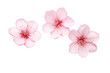 Leinwandbild Motiv Beautiful sakura flowers isolated on white