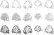 Tree elevation line silhouettes - oak tree