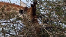 Close Up Of The Head Of A Giraffe Eating Leaves And Twigs Of A Thorn Tree.