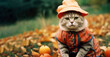© Photocreo Bednarek - Cat in halloween costume and pumpkins outdoors