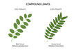 Compound leaves. Odd pinnate and even pinnate compound leaves. Black locust (Robinia pseudoacacia) and Honey locust (Gleditsia triacanthos). 