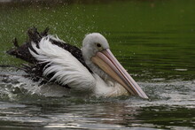 A Pelican Is Playing In The Lake
