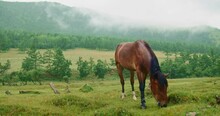 Beautiful Brown Horse Under Light Rain Graze On Green Grass In The Meadow In Scenic Background Picturesque Mist Forest. Cloudy Landscape View. In Forest Under The Small Rain Strong Horse Grazing