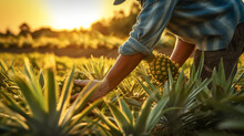 Close Up Photo Of Farmer Hands Harvesting Pineapple