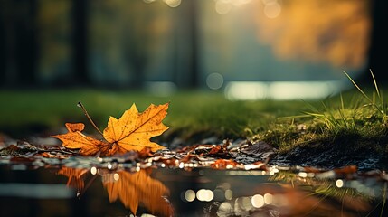 Wall Mural -  close up maple leaves on ground with sunlight and bokeh, peaceful Autumn and fall season foliage wallpaper background, Generative Ai