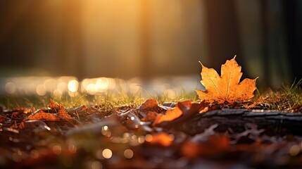 Wall Mural -  close up maple leaves on ground with sunlight and bokeh, peaceful Autumn and fall season foliage wallpaper background, Generative Ai