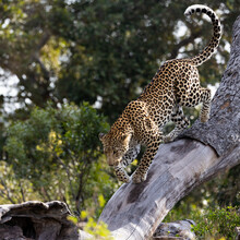 A Leopard Walking On A Large Dead Tree