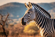 Zebra in nature, national geography, Wide life animals. AI Generated.