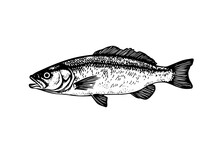 Pike Hand Drawn Engraving Fish Isolated On White Background. Vector Sketch Illustration.