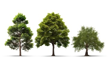 Spring Tree on White Background. Isolated Nature and Plant Concept