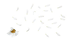 Daisy Flower With Flying Petals On White Background