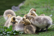 Close-up Of A Gaggle Of Goslings, British Columbia, Canada