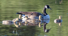 Canada Goose Swimming With Goslings, British Columbia, Canada