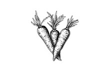 Carrot With Tops. Engraving Sketch Hand Drawn Vector Illustration.