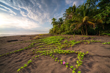 Exotic Flowers Growing On A Tropical Beach, Costa Rica