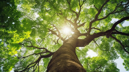 Poster - tree trunk with branches with sun shinning on leaves. nature and environment background