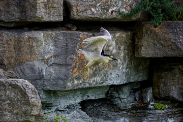 Sticker - The black-crowned night heron (Nycticorax nycticorax) adult in flight