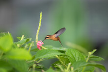 Hummingbird Hovering By A Flower In Rainforest, Costa Rica