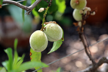 Two Peaches growing in a greenhouse, Devon, England
