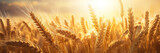Wheat field poster with copy space - Generative AI