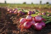 Farm-Fresh Red Onions in Organic Fields, Generative AI
