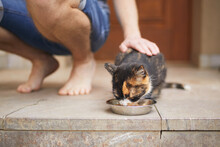 Man Stroking Tabby Cat While She Eating From Bowl. Pet Owner Giving Feeding For Cat In Front Of Door Of House. .