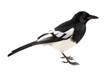 A magpie with black and white feathers, isolated, white background, generative ai