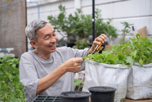 Happy Senior Asian Man Is Trimming Tree With Scissors In Nursery. He Smiles Happily In Life After Retirement.