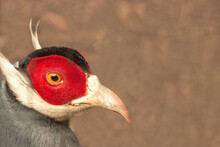 Blue Eared Pheasant, Rare Poultry, Natural Nature, Close-up. Color Plumage, Bird Coloring.