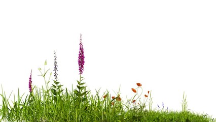 Aufkleber - medow field with flower footage on white background with clipping path, 3d illustration rendering