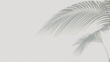 Shadow Of Palm’s Leaf Movement, 3d Illustration Rendering 