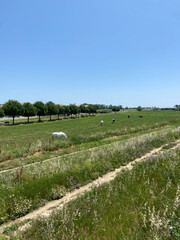 Wall Mural - Prairie avec des chevaux à Lattes, Occitanie