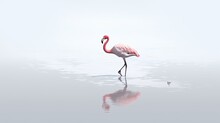 In The Lake, A Single Pink Adult Flamingo Is Standing. Alone, On A White Backdrop. Made Using Generative AI Tools