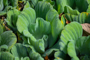 Poster - pistia, water salad close up